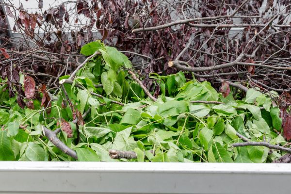 Cost of Brush Pile Removal in Boston