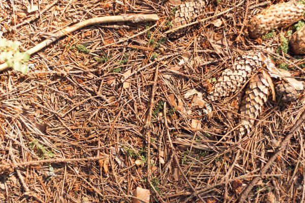 Cost of Pine Needles Removal in Boston