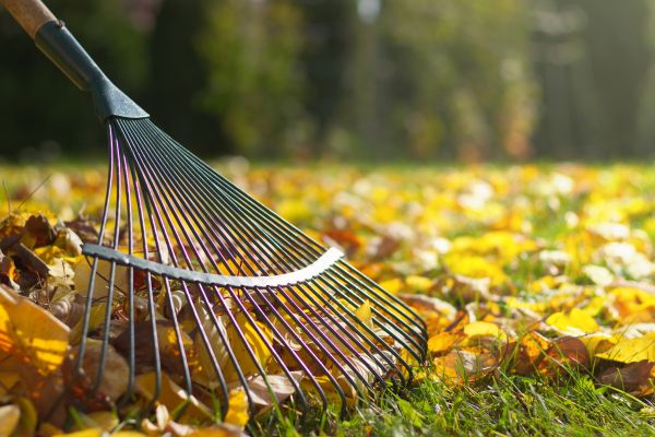 Cost of Leaf Raking Service in Boston