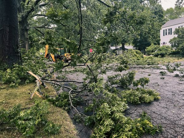 Cost of Tree Branch Disposal in Boston