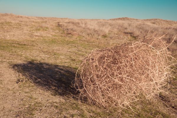 Cost of Tumbleweed Removal in Boston
