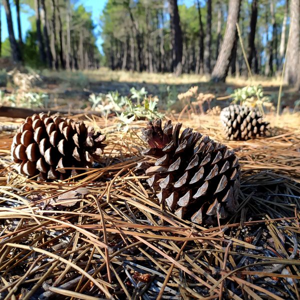 Cost of Pine Cone Removal in Boston