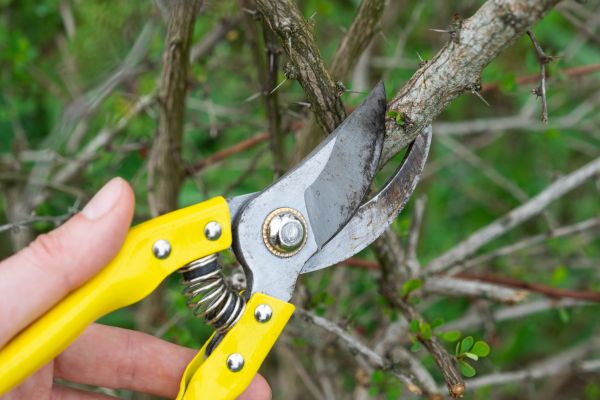 Cost of Limbs Removal in Boston