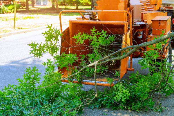 Cost of Tree Branches Removal in Boston