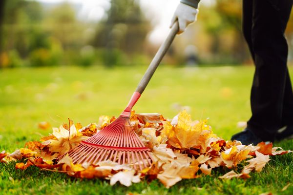Cost of Ditch Leaf Removal in Boston
