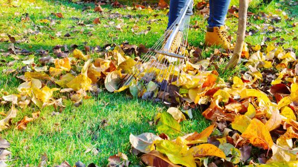 Cost of Lawn Cleanup Service in Boston