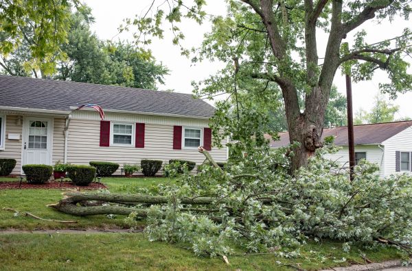 Cost of Fallen Branch Removal in Boston