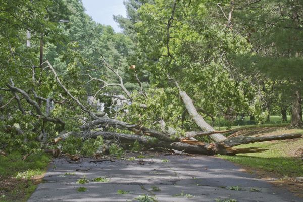 Cost of Tree Debris Removal in Boston